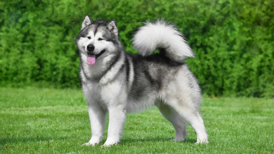Alaskan Malamute